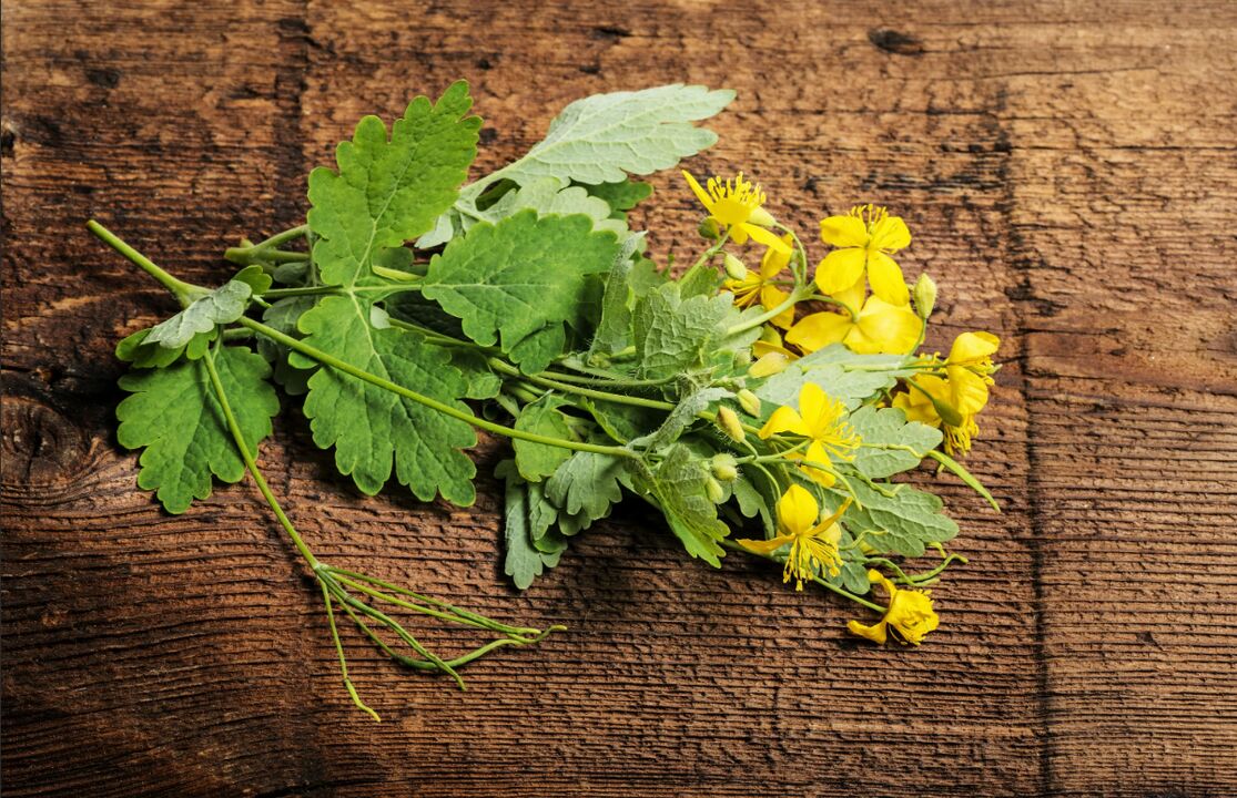 Celandine - healing plant against nail fungus